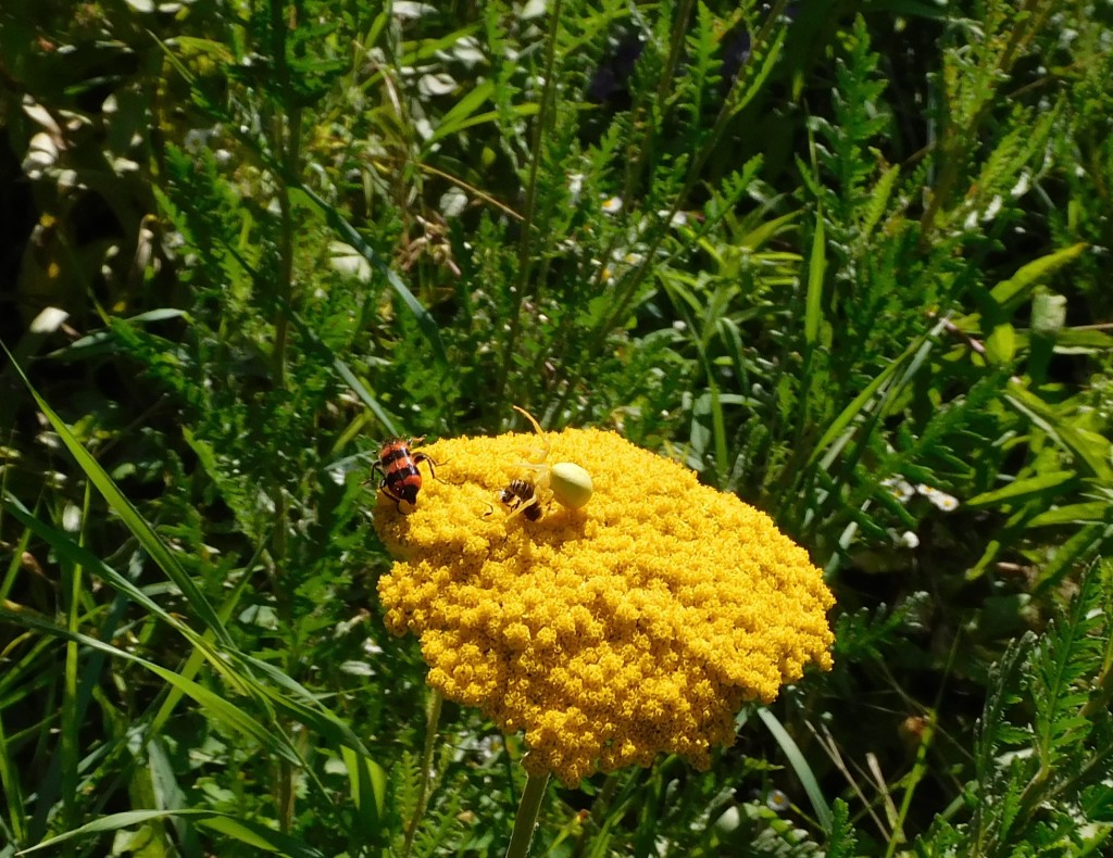 BienenkäferKrabbenspinne12