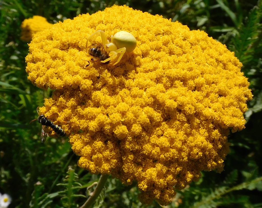 BienenkäferKrabbenspinne13
