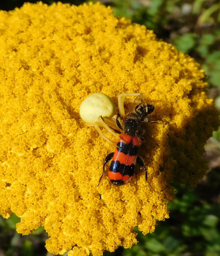 BienenkäferKrabbenspinne4