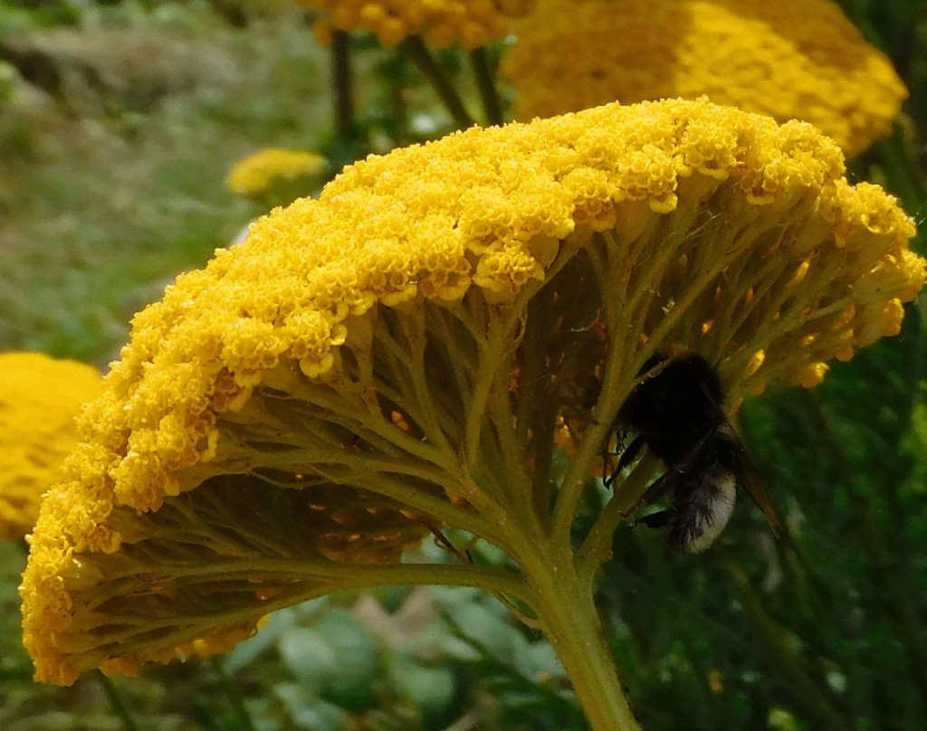 KrabbenspinneHummel1