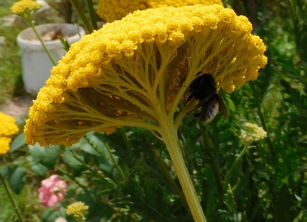 KrabbenspinneHummel2