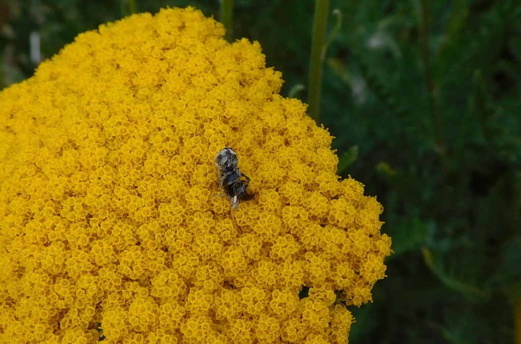 KrabbenspinneNachwuchs2