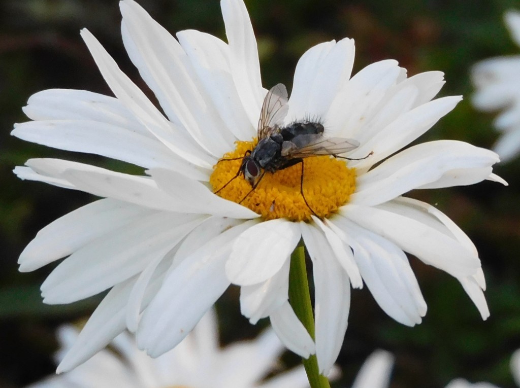 Schmeißfliege1