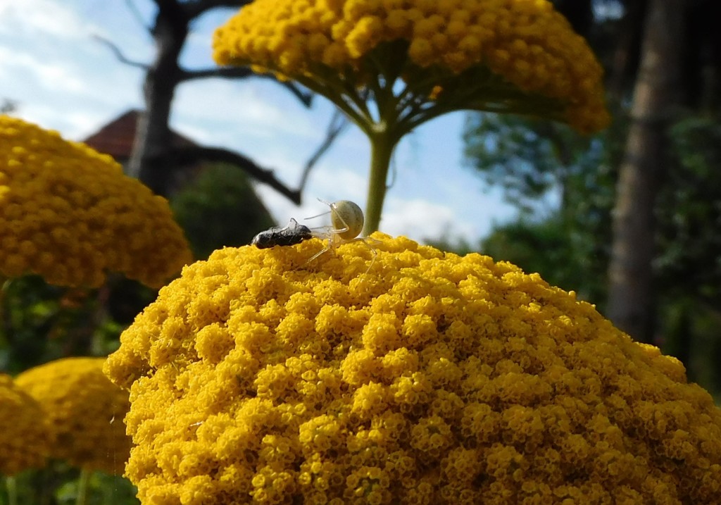 VeränderlicheKrabbenspinne15