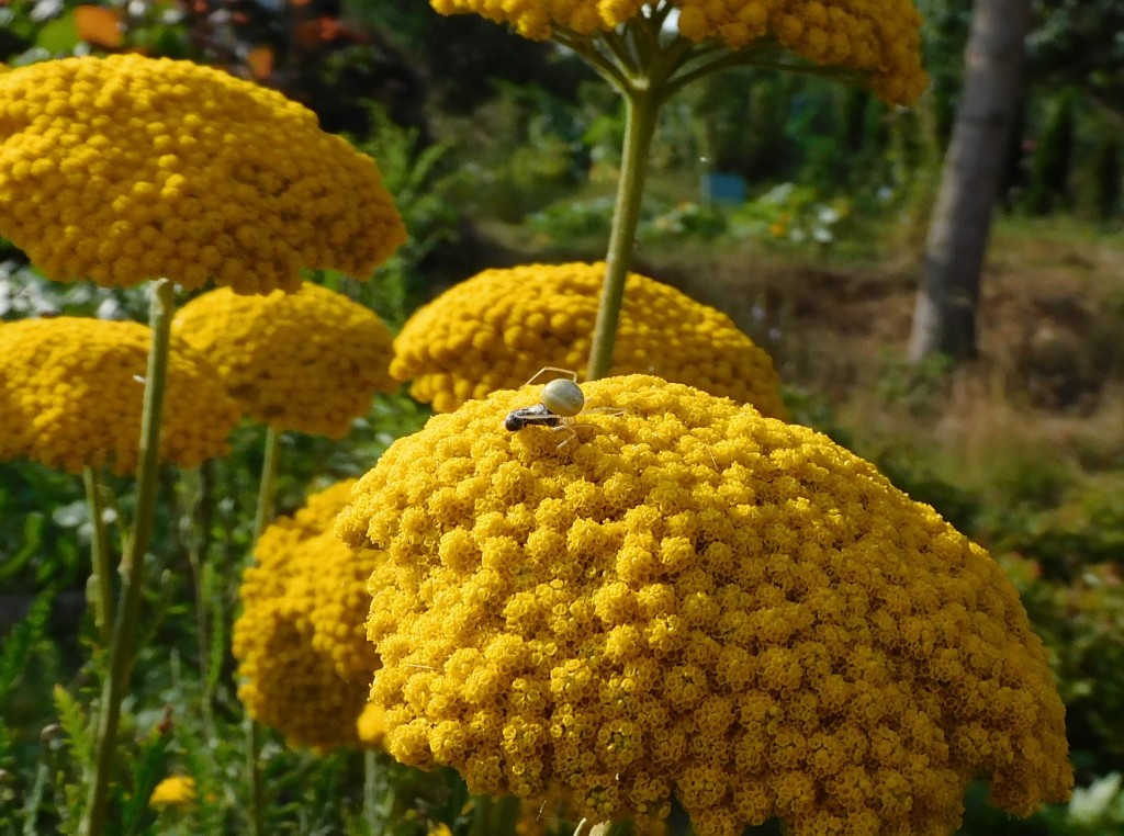 VeränderlicheKrabbenspinne16