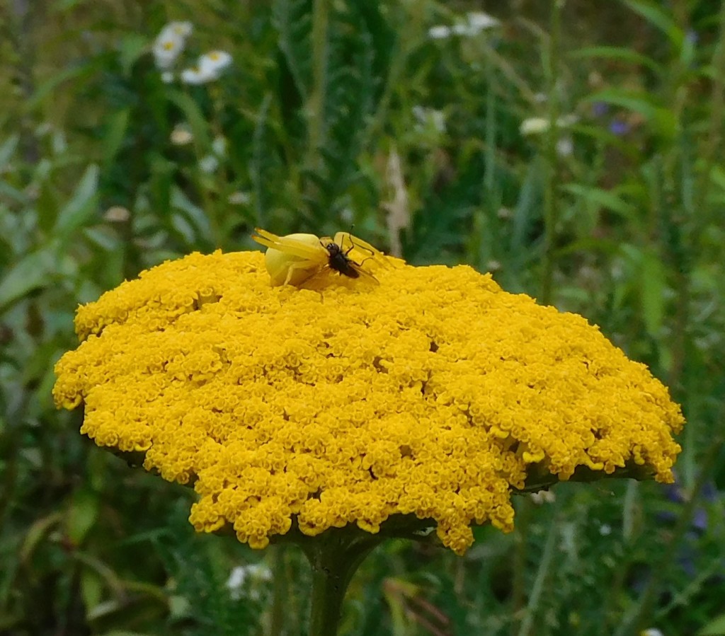 VeränderlicheKrabbenspinne6