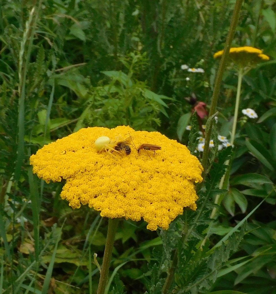 VeränderlicheKrabbenspinne7