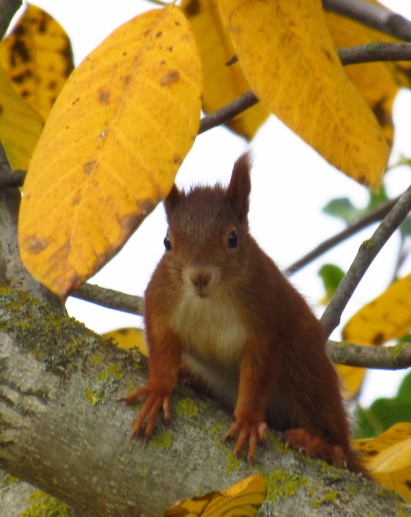 Eichhörnchen3