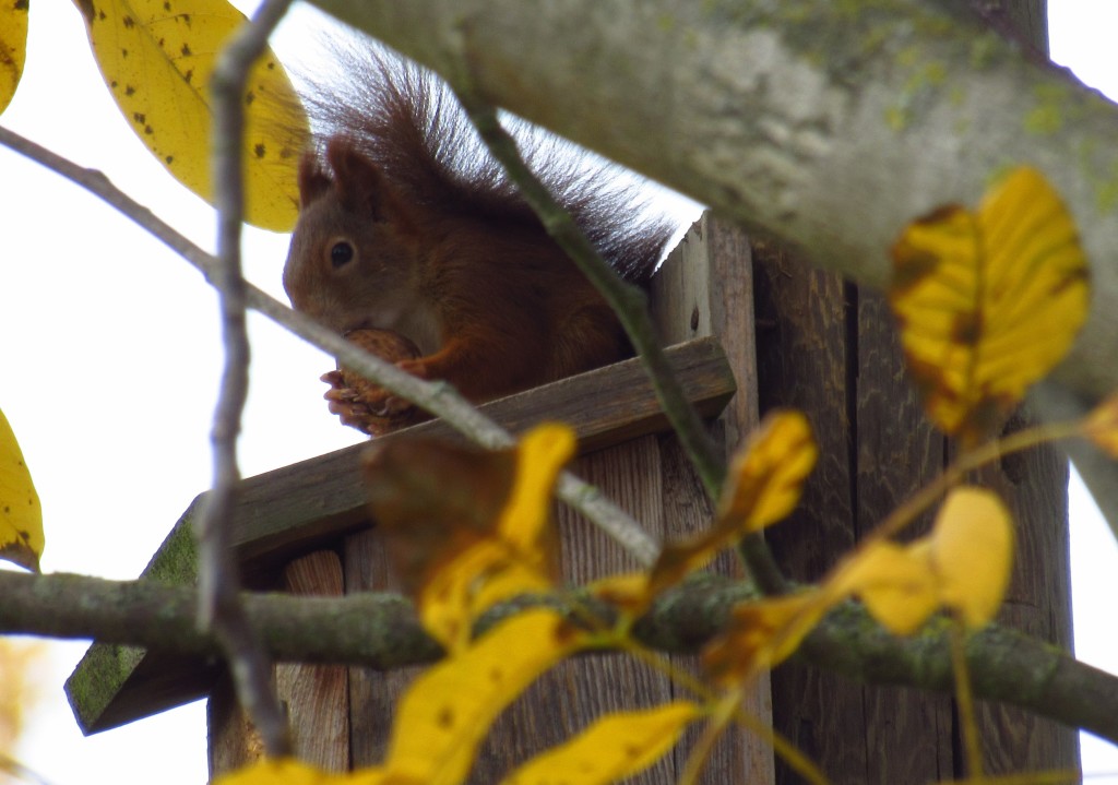 Eichhörnchen2