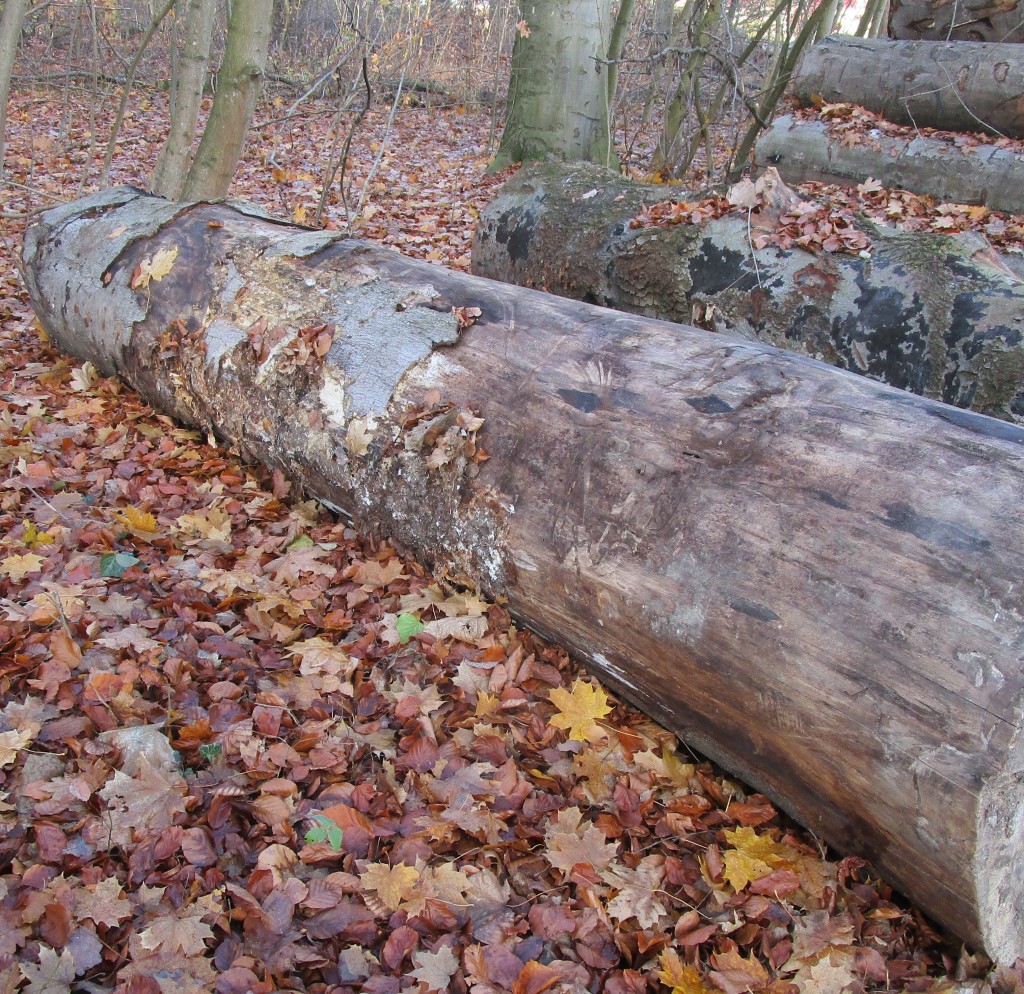 OldWald12