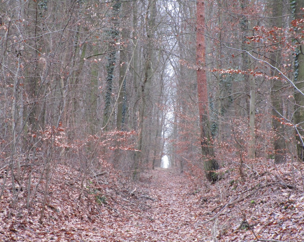 OldWald211